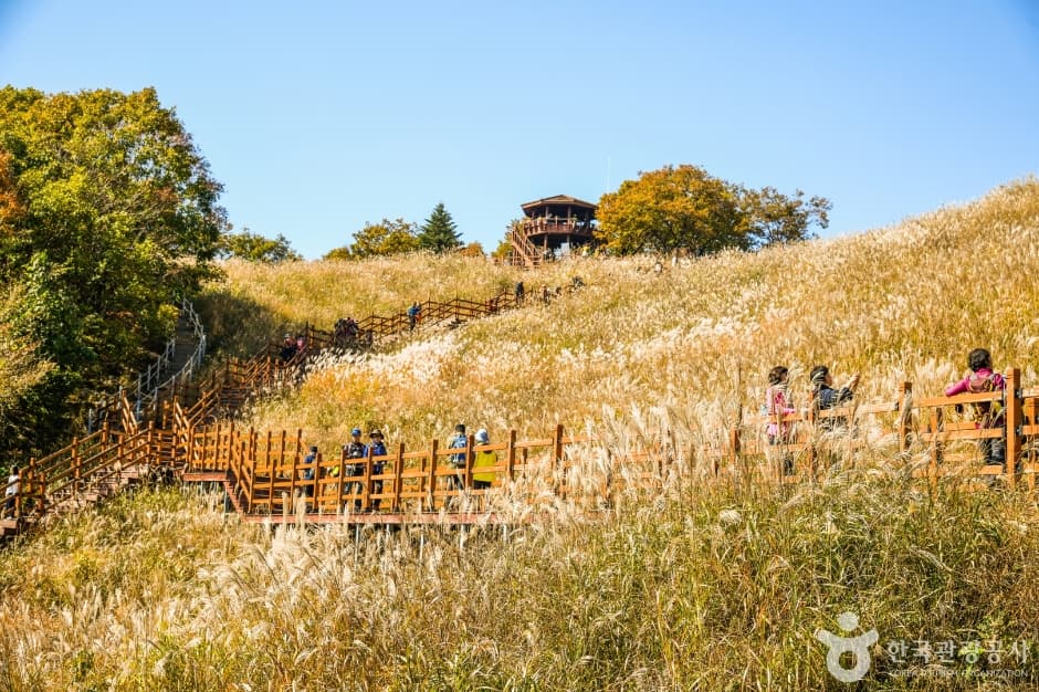 Myeongseongsan Silver Grass Field (명성산 억새밭)