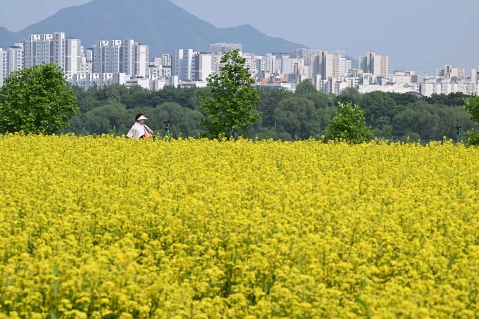 구리 유채꽃 축제