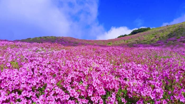 Hwangmaesan County Park (황매산군립공원)