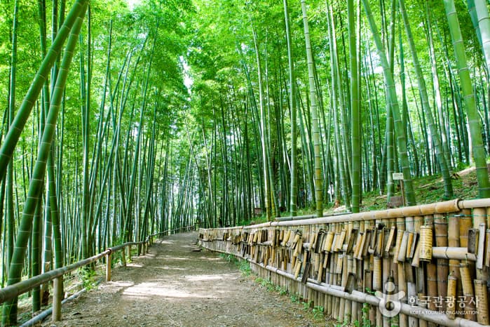 Geoje Maengjongjuk Theme Park (거제맹종죽테마공원)