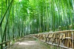 Geoje Maengjongjuk Theme Park (거제맹종죽테마공원)