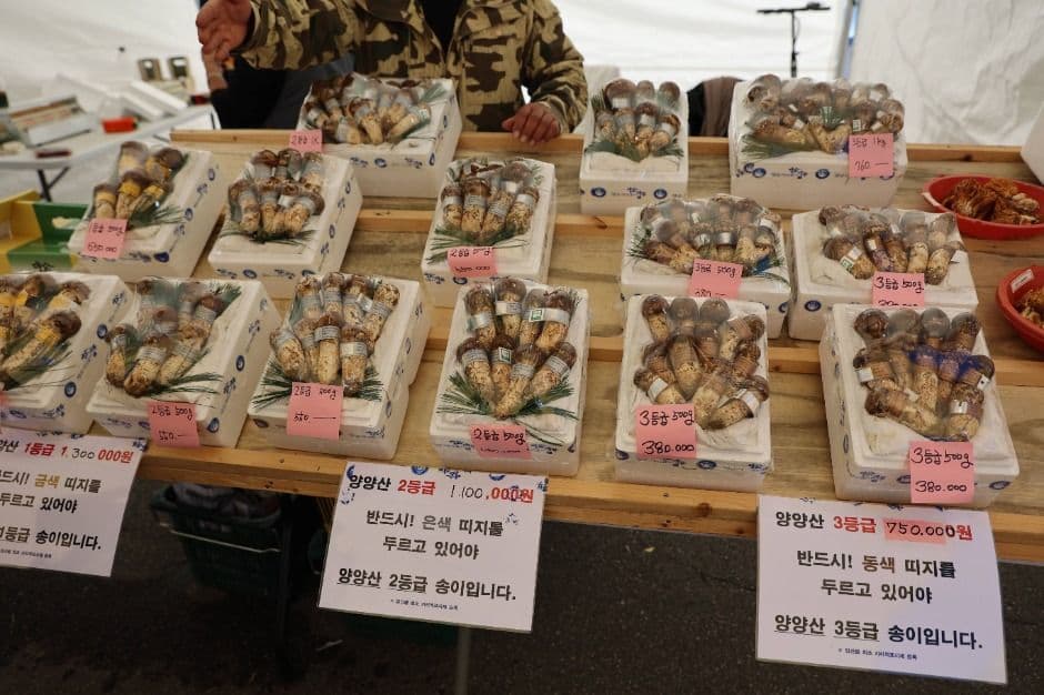 양양송이축제