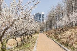 하동매실거리