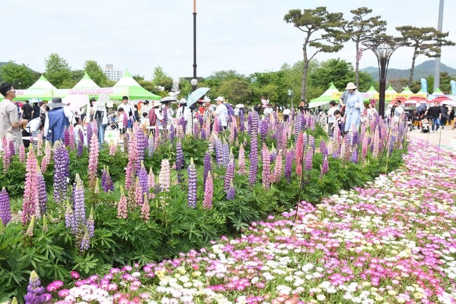 Hampyeong Butterfly Festival (함평나비대축제)