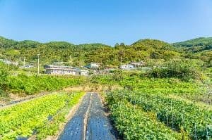 동촌마을