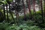 Chilbosan National Recreational Forest (국립 칠보산자연휴양림)