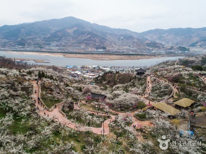 Gwangyang Maehwa Village (광양 매화마을)