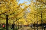 Hongcheon Ginkgo Forest (홍천 은행나무숲)