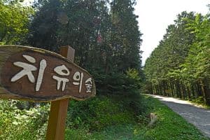 완주상관편백숲