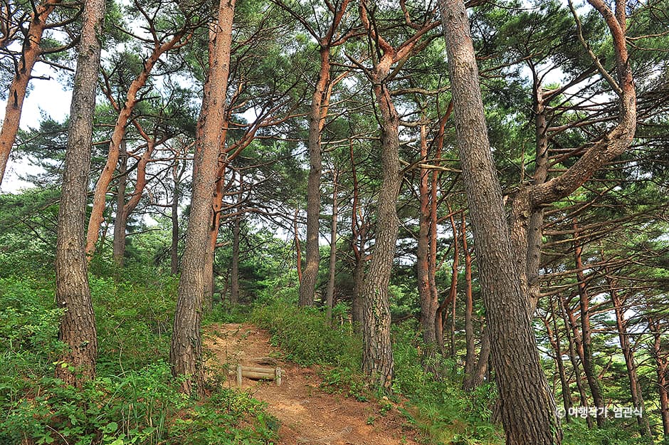 화진포소나무숲산림욕장