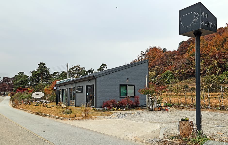 체리테일러