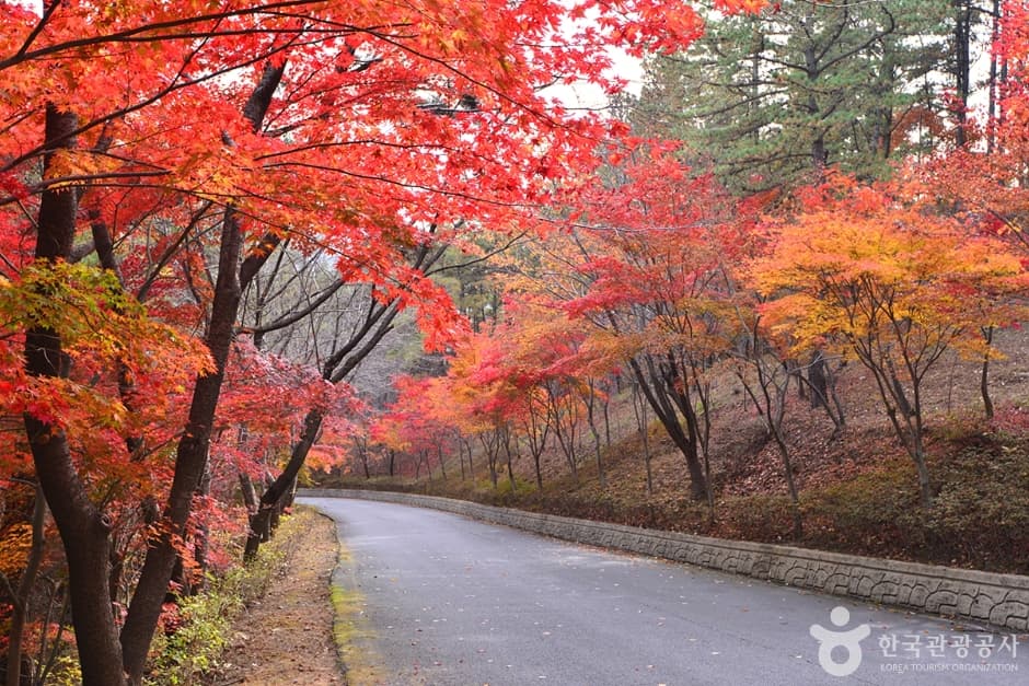 Baegasan Recreational Forest (백아산자연휴양림)