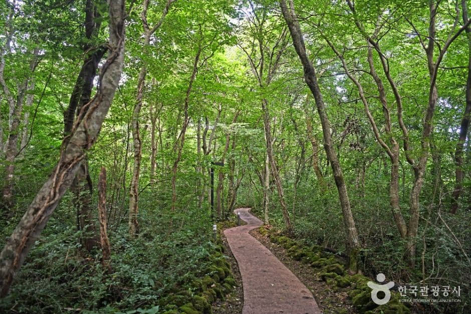 Gyorae Natural Recreation Forest (교래자연휴양림)