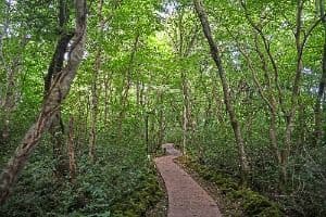 Gyorae Natural Recreation Forest (교래자연휴양림)