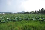 Jeonpyeongje Reservoir (전평제)