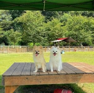 피플앤독느티캠핑장