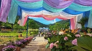 강진수국길축제