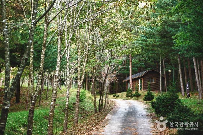 Geommasan National Recreational Forest (국립 검마산자연휴양림 )
