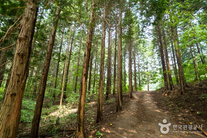 Chungnyeongsan Recreational Forest (축령산자연휴양림)