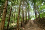 Chungnyeongsan Recreational Forest (축령산자연휴양림)