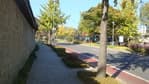The Street in front of Cheongwadae (The Blue House) (청와대 앞길)