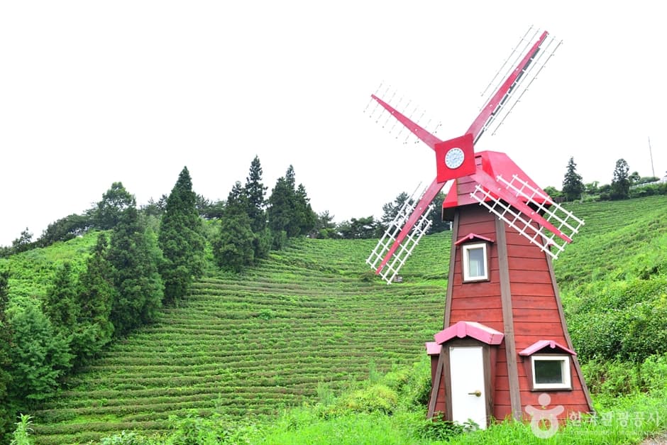 보성 차밭 전망대