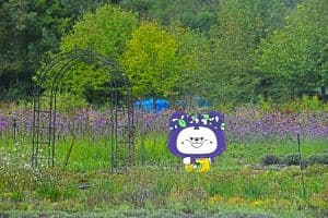 평창 라벤다팜