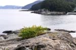 Mosageum Beach (모사금해수욕장)