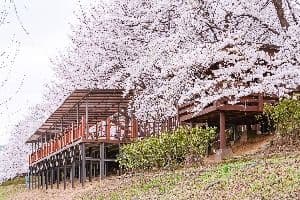 안양천제방벚꽃길