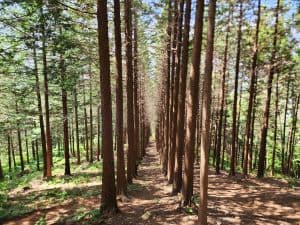갈모봉 산림욕장