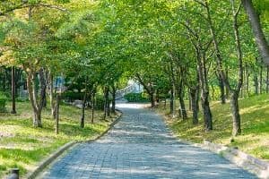 비둘기공원