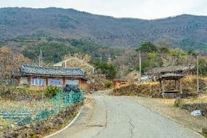 화순 수만리들국화마을