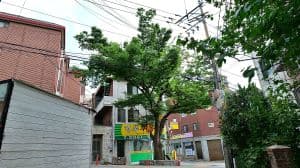 150년 수령 느티나무