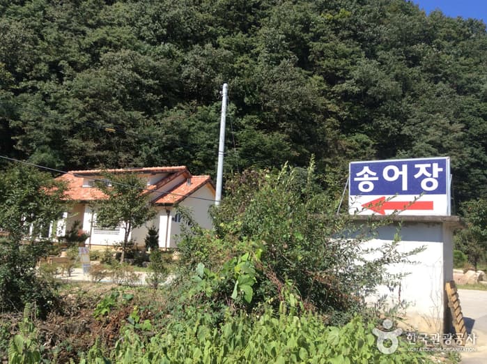민지송어장