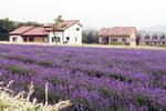 Hani Lavender Farm (하늬라벤더팜)