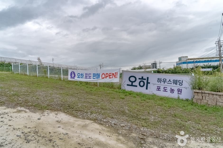 오하포도농원