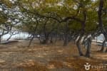 Hornbeam Habitat (서어나무(소사나무)군락지)
