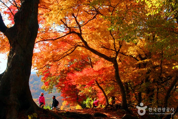 Seonunsan Mountain [National Geopark] (선운산 (전북 서해안 국가지질공원))