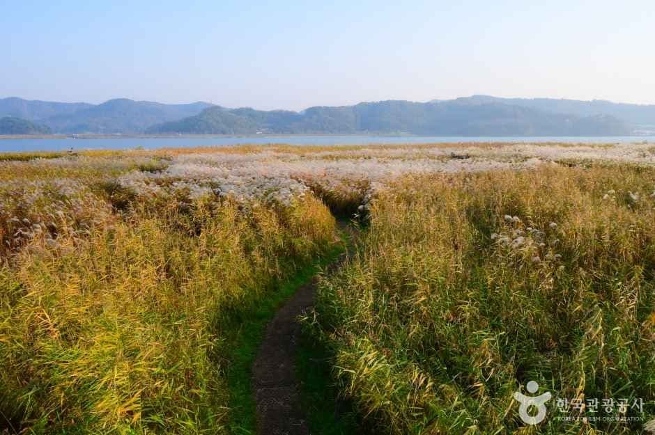 신성리 갈대밭