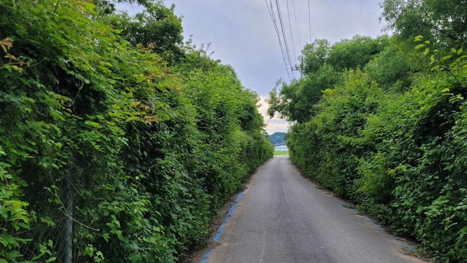 [강원 평화누리길 1코스] 철원 금강산길