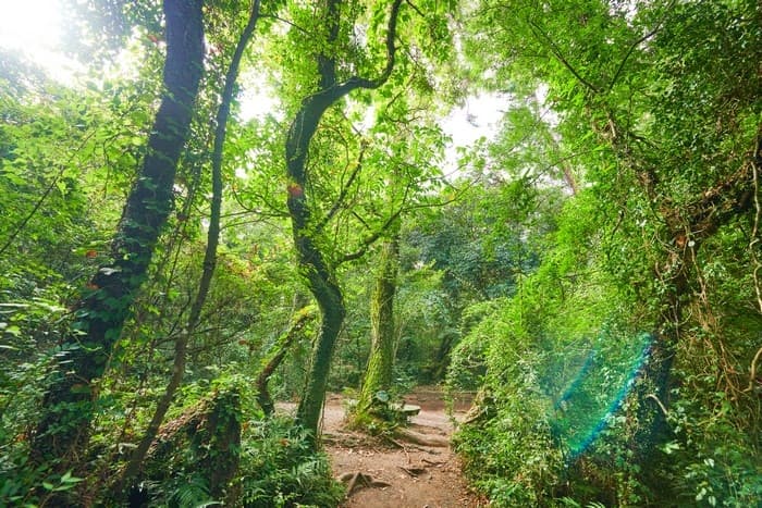 Hwansang Gotjawal Forest (환상숲곶자왈공원)