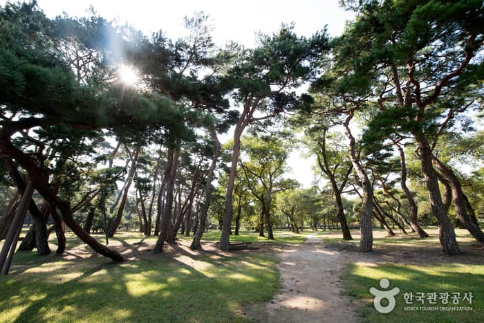 Gyeongju Five Royal Tombs (경주 오릉)