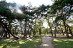 Gyeongju Five Royal Tombs (경주 오릉)