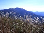 Jangansan County Park (장안산군립공원)