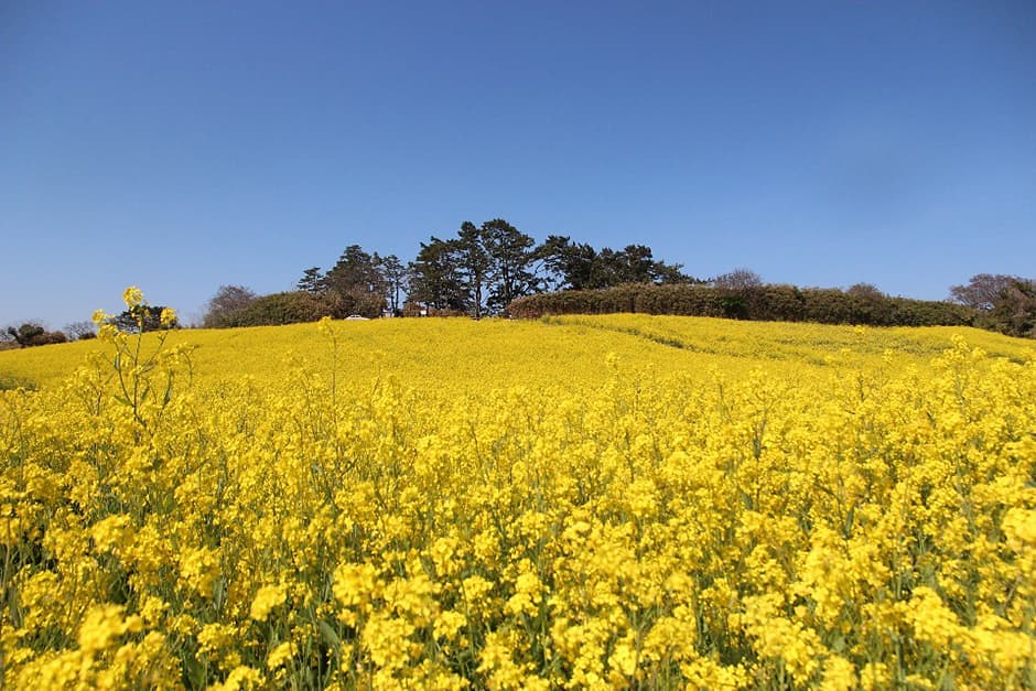 Suseongdang Canola Field (수성당유채꽃)