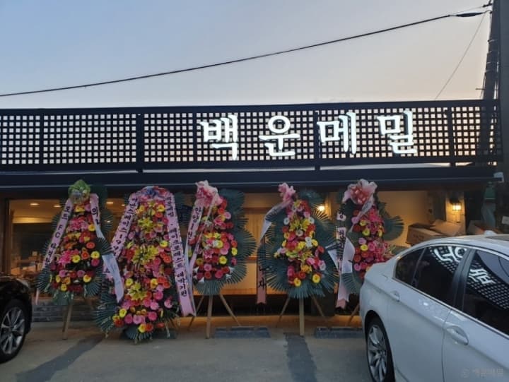 백운메밀