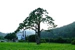 Jeongipum Pine Tree (보은 속리 정이품송)