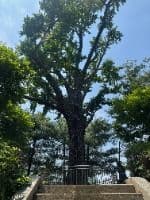 Ginkgo Tree at the Fortress Well Site (성주우물터 은행나무)