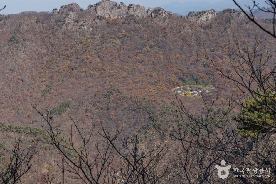 내장산 굴거리나무군락