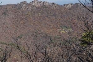 내장산 굴거리나무군락